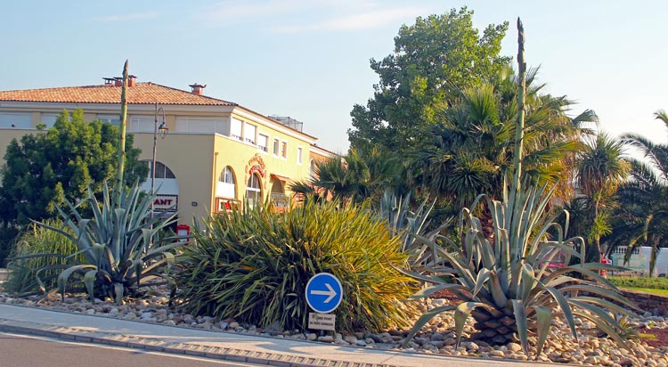 agaves  l'entre de PORT GRIMAUD