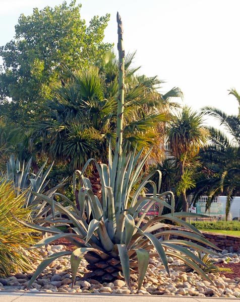 Agave  l'entre de PORT GRIMAUD