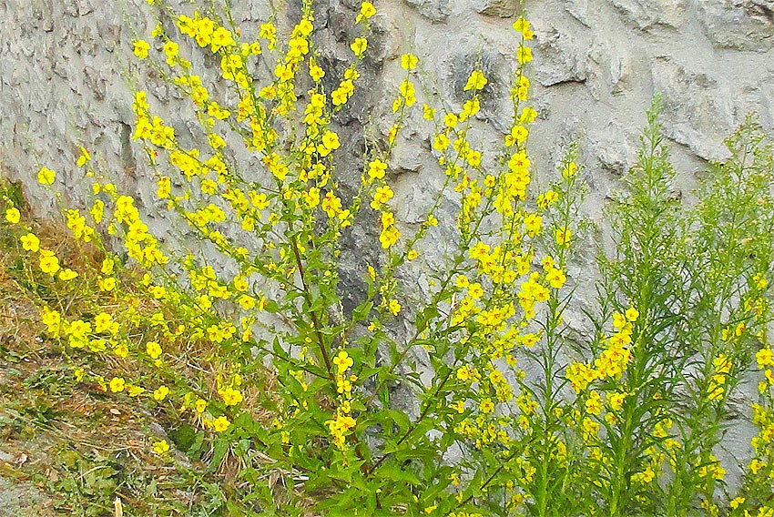 petites fleurs jaunes