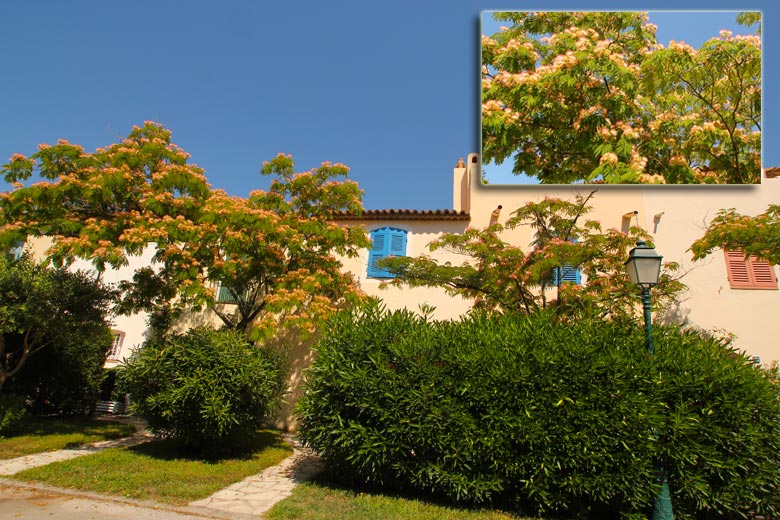 albizias à Port Grimaud