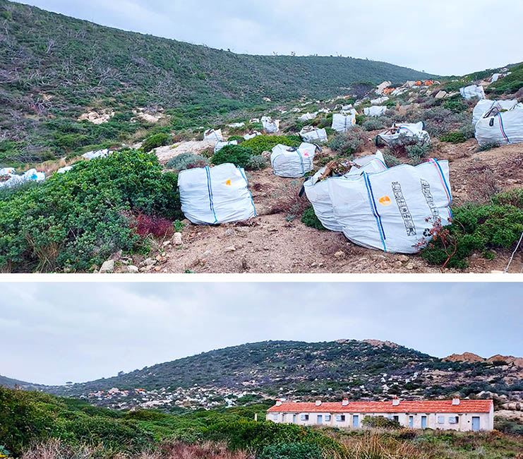 Cactus arrach�s � l'Escalet