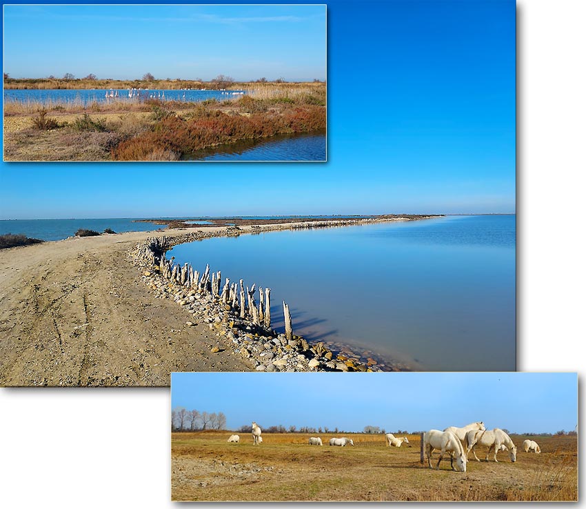 La Camargue