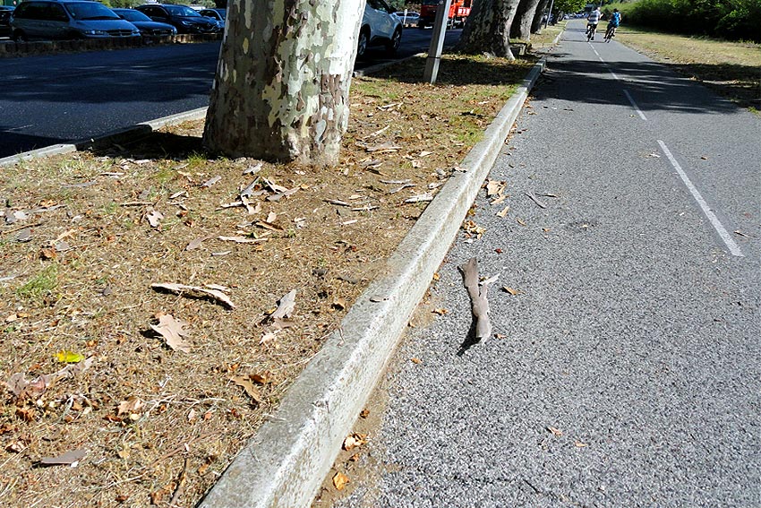 Les platanes souffrent aussi de la chaleur