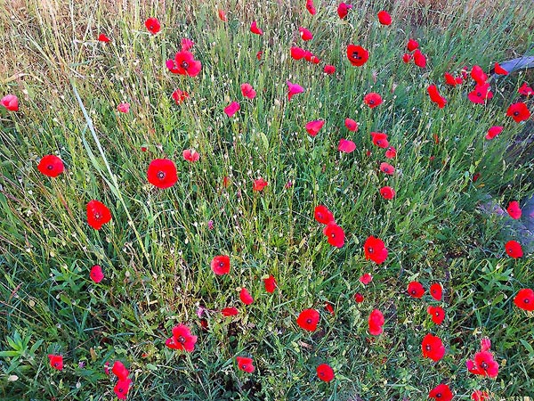 Coquelicots