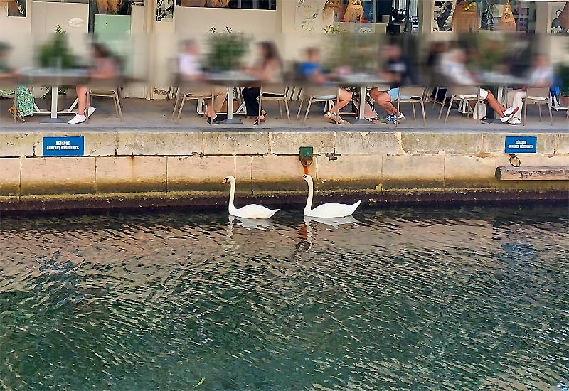 les cygnes à  port grimaud