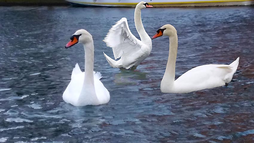 Des cygnes  PORT GRIMAUD