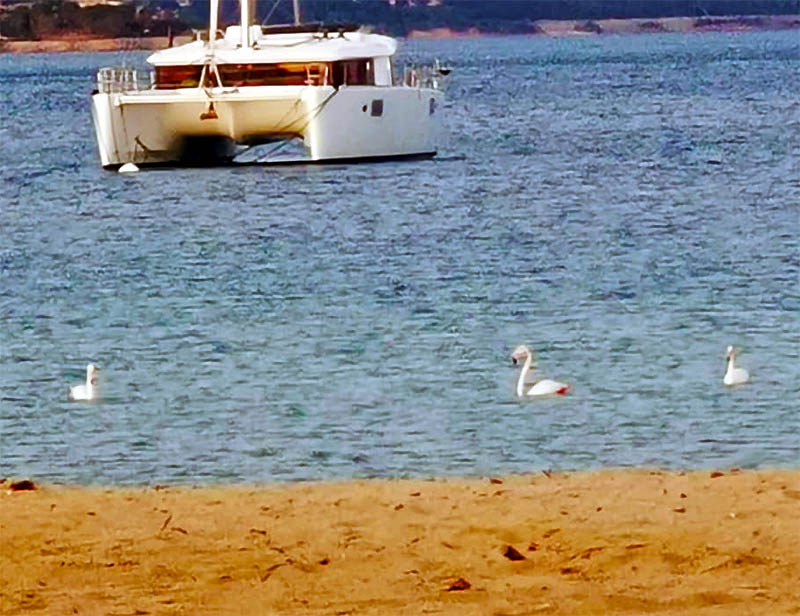 Les revoila a PORT GRIMAUD