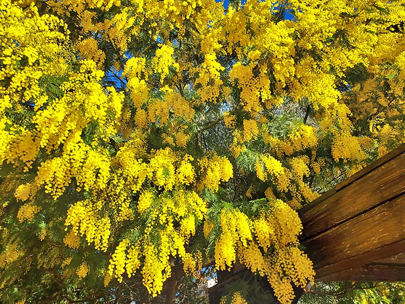 Mimosa en fleur � Port Grimaud