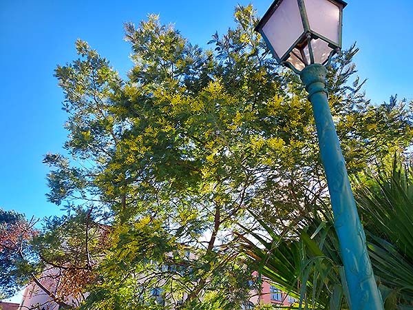 ...en train de fleurir