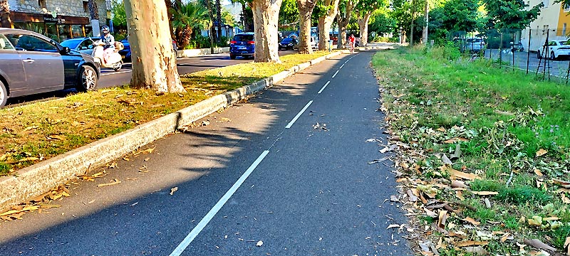 Les platanes de Grimaud