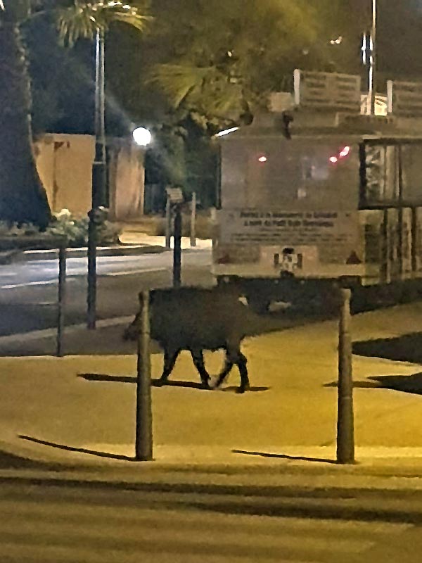 Un sanglier  PORT GRIMAUD