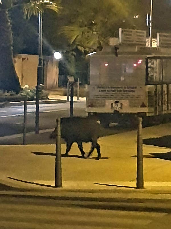 Un sanglier  PORT GRIMAUD