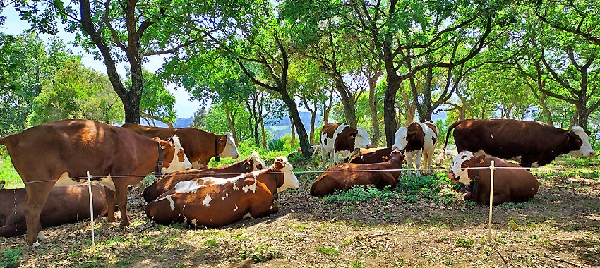 repos pour les vaches