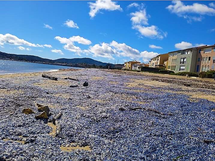 Les velelles sur la plage