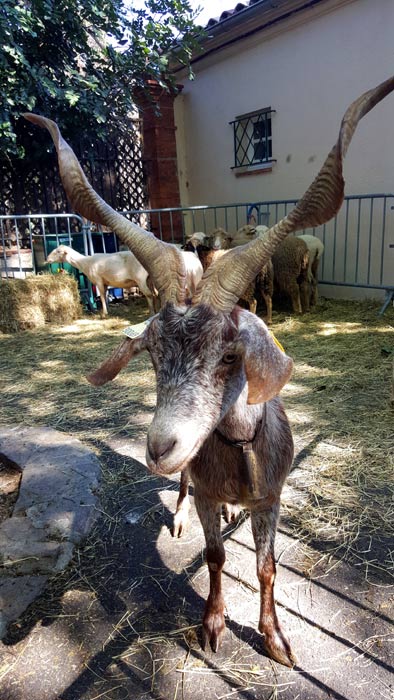 Foire de la laine de Grimaud