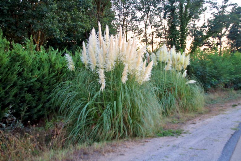 herbe de la pampa