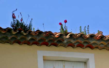 flrrurs sur toit a port grimaud