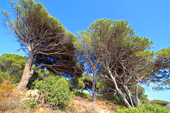 Sentier littoral Cap Lardier